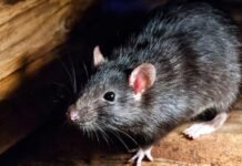 Tikus Berkeliaran di Rumah? Kamper Ternyata Bukan Solusi Utama
