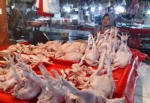Ayam Jadi Penyumbang Inflasi, Pemkot Tangerang Perketat Pantauan Harga