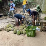 Panen Raya Durian Lebak Serap Ribuan Tenaga Kerja