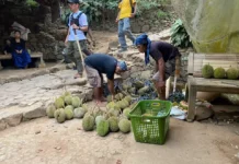 Panen Raya Durian Lebak Serap Ribuan Tenaga Kerja
