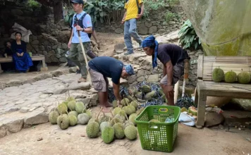 Panen Raya Durian Lebak Serap Ribuan Tenaga Kerja