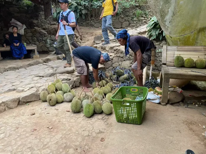 DURIAN LEBAK 01
