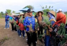 Dikepung Beton, Sawah Tangerang Tetap Menghasilkan