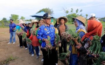 Dikepung Beton, Sawah Tangerang Tetap Menghasilkan